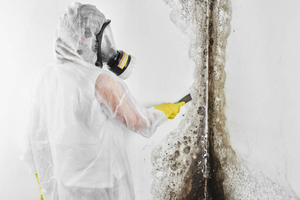 Best Residential Mold Removal  in Chieand, FL