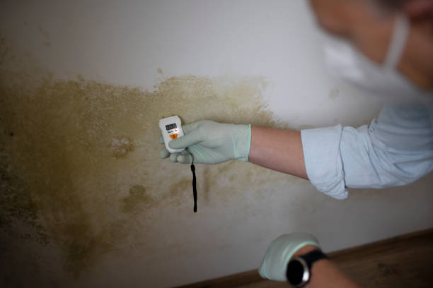 Best Commercial Mold Removal  in Chieand, FL
