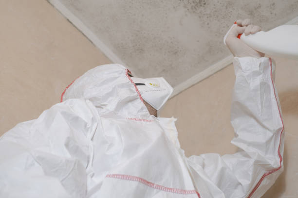 Attic Mold Removal in Chiefland, FL